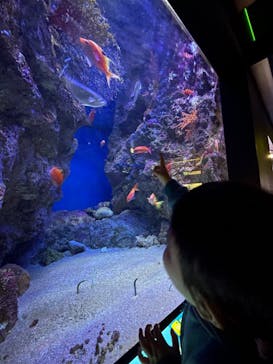 下田海中水族館に投稿された画像（2024/3/18）