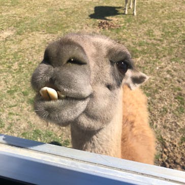 岩手サファリパークに投稿された画像（2024/3/18）