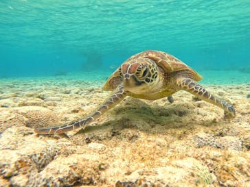 宮古島 ADVENTURE PiPi（ミヤコジマ アドベンチャー ピピ）に投稿された画像（2024/3/18）