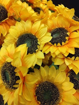 ゴッホ・アライブに投稿された画像（2024/3/18）