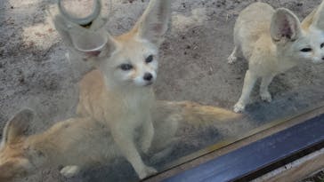 伊豆シャボテン動物公園に投稿された画像（2024/3/18）