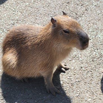 伊豆シャボテン動物公園に投稿された画像（2024/3/18）