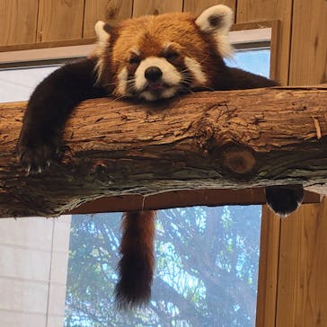 伊豆シャボテン動物公園に投稿された画像（2024/3/18）