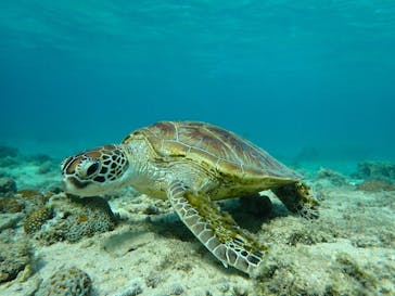 宮古島 ADVENTURE PiPi（ミヤコジマ アドベンチャー ピピ）に投稿された画像（2024/3/18）