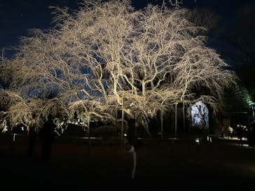 六義園に投稿された画像（2024/3/18）