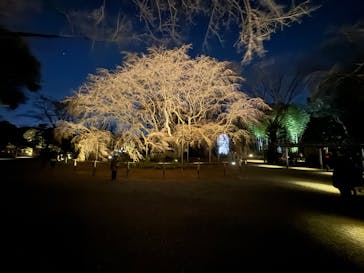 六義園に投稿された画像（2024/3/18）
