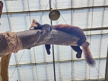 神戸どうぶつ王国に投稿された画像（2024/3/18）