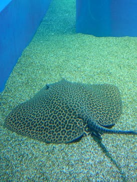 マクセル アクアパーク品川に投稿された画像（2024/3/18）