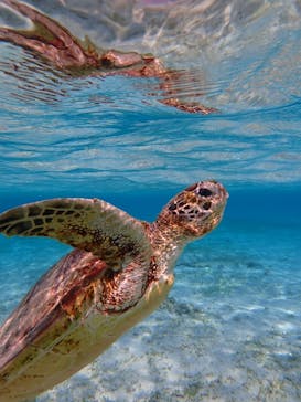 nico 宮古島に投稿された画像（2024/3/18）