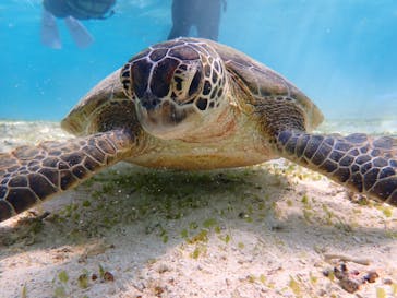 nico 宮古島に投稿された画像（2024/3/18）