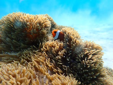 nico 宮古島に投稿された画像（2024/3/18）