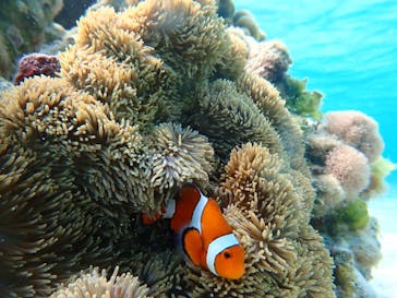 nico 宮古島に投稿された画像（2024/3/18）