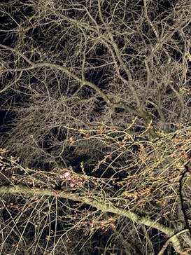 六義園に投稿された画像（2024/3/18）