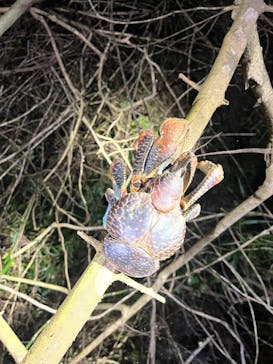 宮古島 ADVENTURE PiPi（ミヤコジマ アドベンチャー ピピ）に投稿された画像（2024/3/19）