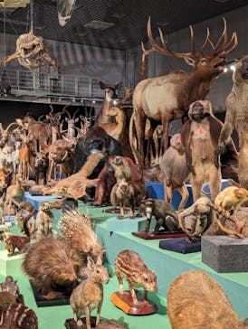 特別展「大哺乳類展３－わけてつなげて大行進」に投稿された画像（2024/3/19）