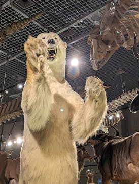 特別展「大哺乳類展３－わけてつなげて大行進」に投稿された画像（2024/3/19）