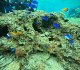 沖縄マリンサービス碧に投稿された画像（2024/3/19）