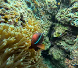 沖縄マリンサービス碧に投稿された画像（2024/3/19）