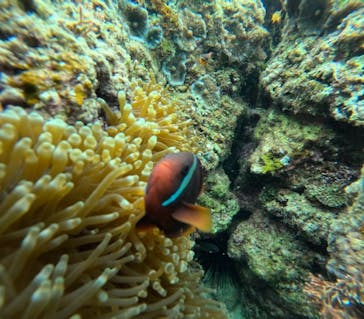 沖縄マリンサービス碧に投稿された画像（2024/3/19）