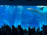 沖縄美ら海水族館に投稿された画像（2024/3/19）