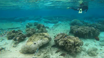 武藤潜水に投稿された画像（2024/3/19）