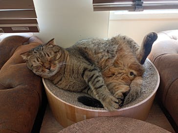 猫カフェモカ　池袋東口店に投稿された画像（2024/3/19）