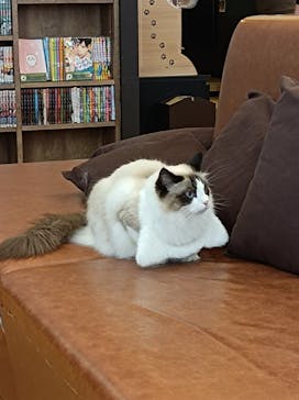 猫カフェモカ　池袋東口店に投稿された画像（2024/3/19）