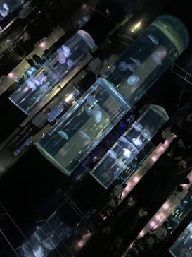 DMMかりゆし水族館に投稿された画像（2024/3/19）