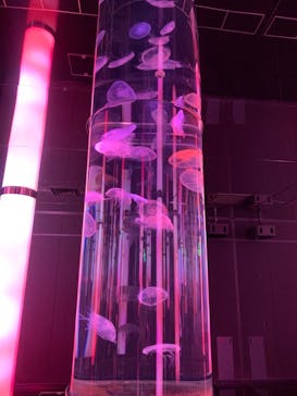 DMMかりゆし水族館に投稿された画像（2024/3/19）