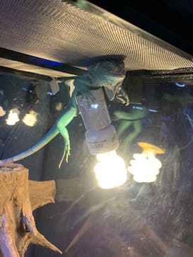 DMMかりゆし水族館に投稿された画像（2024/3/19）