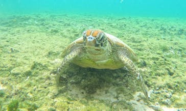 宮古島 ADVENTURE PiPi（ミヤコジマ アドベンチャー ピピ）に投稿された画像（2024/3/19）