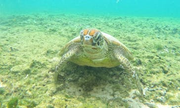 宮古島 ADVENTURE PiPi（ミヤコジマ アドベンチャー ピピ）に投稿された画像（2024/3/19）