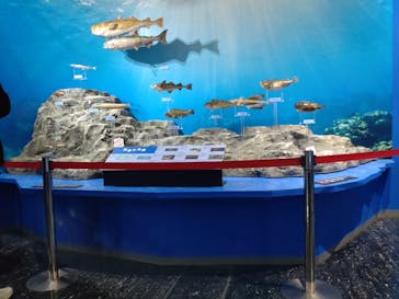 特別展「海　―生命のみなもと―」名古屋市科学館に投稿された画像（2024/3/19）