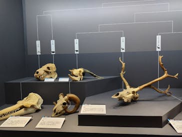 特別展「大哺乳類展３－わけてつなげて大行進」に投稿された画像（2024/3/19）