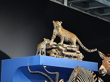 特別展「大哺乳類展３－わけてつなげて大行進」に投稿された画像（2024/3/19）