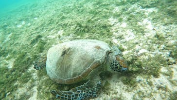 宮古島 ADVENTURE PiPi（ミヤコジマ アドベンチャー ピピ）に投稿された画像（2024/3/19）