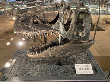 福井県立恐竜博物館に投稿された画像（2024/3/19）