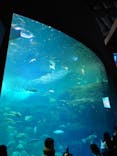 新江ノ島水族館に投稿された画像（2024/3/19）