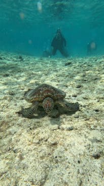 宮古島 ADVENTURE PiPi（ミヤコジマ アドベンチャー ピピ）に投稿された画像（2024/3/19）