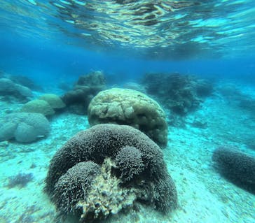 宮古島 ADVENTURE PiPi（ミヤコジマ アドベンチャー ピピ）に投稿された画像（2024/3/19）