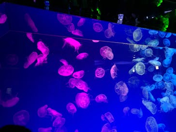 名古屋港水族館に投稿された画像（2024/3/19）