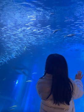 横浜・八景島シーパラダイスに投稿された画像（2024/3/19）