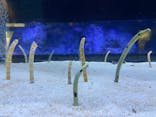 すみだ水族館に投稿された画像（2024/3/19）