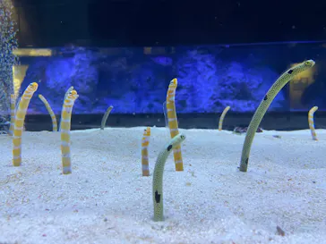 すみだ水族館に投稿された画像（2024/3/19）