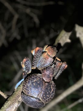 宮古島 ADVENTURE PiPi（ミヤコジマ アドベンチャー ピピ）に投稿された画像（2024/3/19）