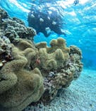 宮古島 ADVENTURE PiPi（ミヤコジマ アドベンチャー ピピ）に投稿された画像（2024/3/19）