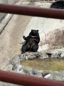 奥飛騨クマ牧場に投稿された画像（2024/3/19）