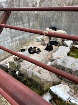 奥飛騨クマ牧場に投稿された画像（2024/3/19）