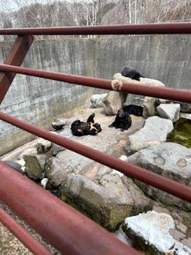 奥飛騨クマ牧場に投稿された画像（2024/3/19）