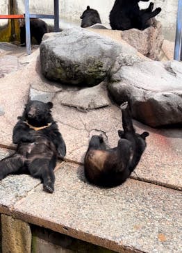 奥飛騨クマ牧場に投稿された画像（2024/3/19）